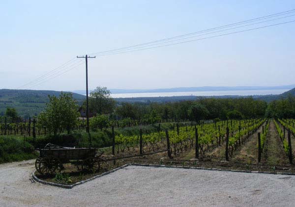 Juhfark Fogadó és Borház - Balatoncsicsó