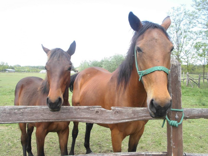 Majoros tanya - Ásotthalom