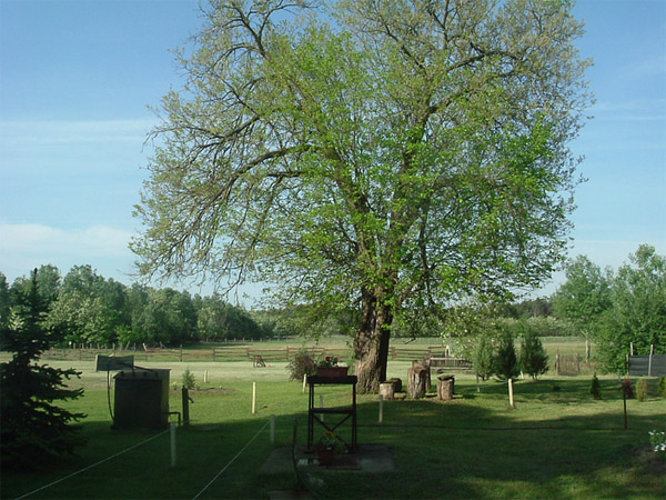 Majoros tanya - Ásotthalom