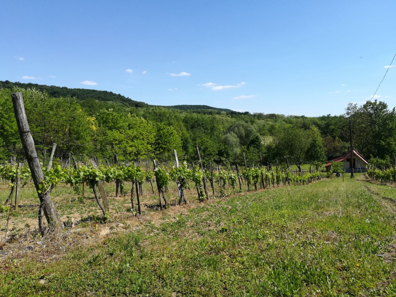 Naturkert vendégház - Várvölgy