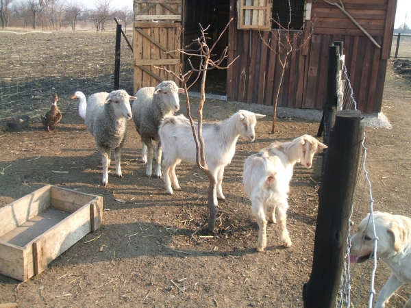 Nemes Vendégház - Szarvas