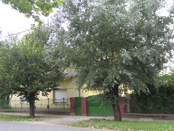 T.bor Vendégház - Nagyréde